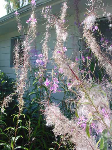fireweed04