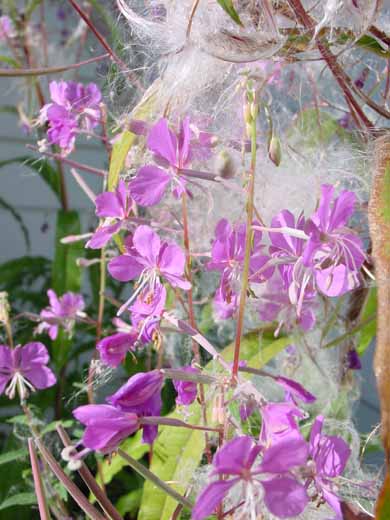 fireweed10