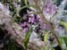fireweed01
