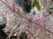 fireweed02