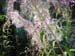 fireweed03
