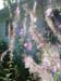 fireweed04