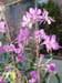 fireweed05
