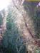 fireweed06