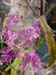 fireweed08