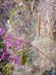 fireweed09