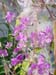 fireweed10
