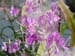 fireweed11