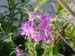 fireweed12