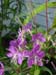 fireweed13